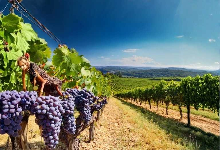 Grape fasting wellness practice combining detox and natural healing