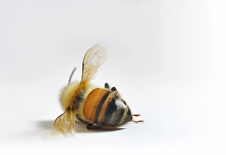 A bee coated in pesticide residue clings to a dying flower, symbolizing the global pollinator crisis and the hidden impact of toxic chemicals on wildlife, ecosystems, and human health.